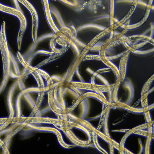 Nematodes_Intestinal_Parasites