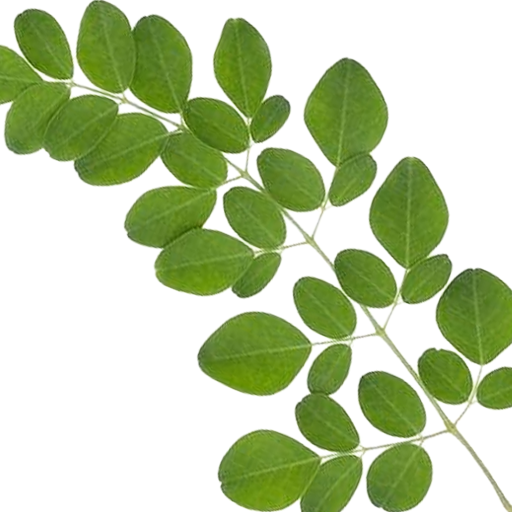 Ecosh US