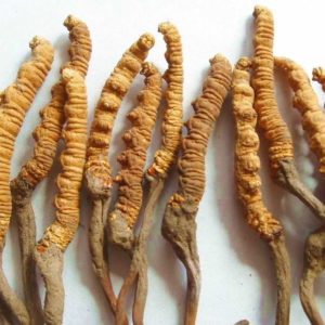 Health Benefits of Cordyceps-Sinensis