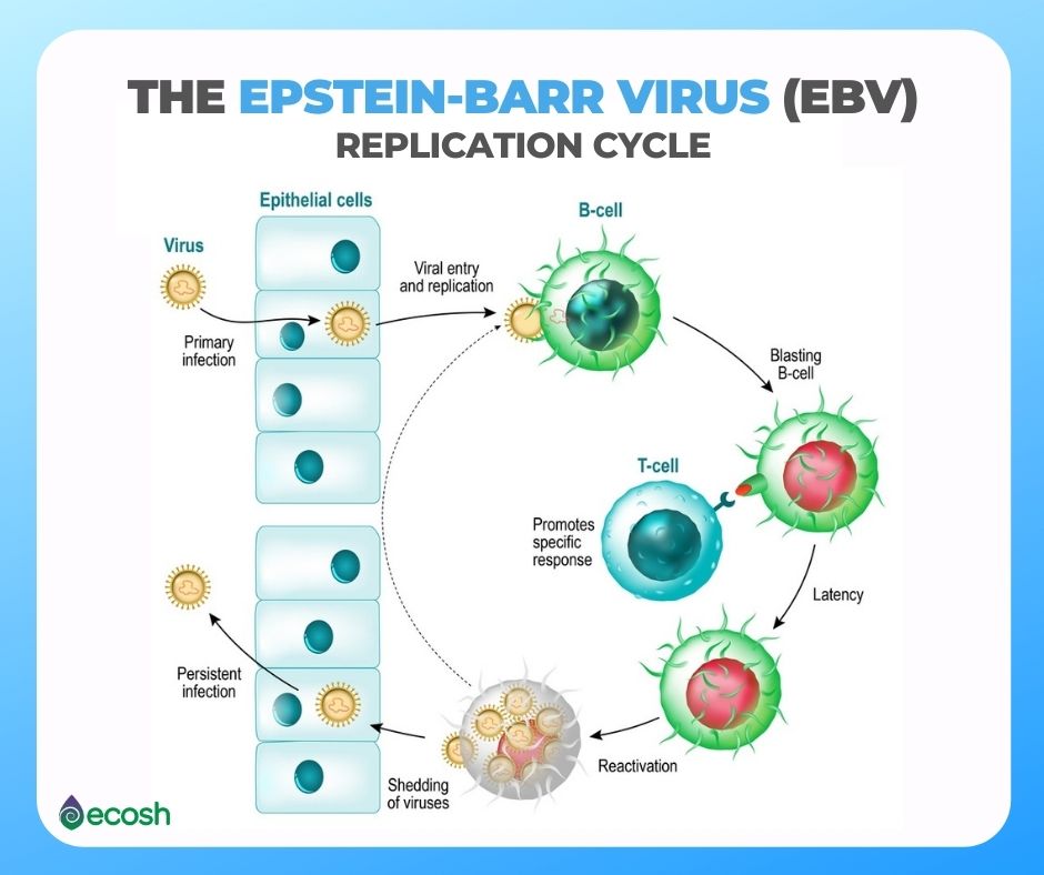 Ecosh_The_Link_Between_Lupus_and_Epstein_Barr_Virus_Epstein_Barr_Virus_Replication_Cycle