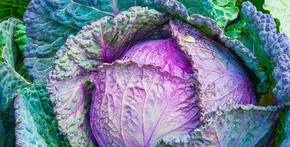 cabbage