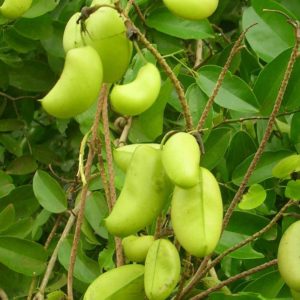 5-HTP Benefits-proven by sience