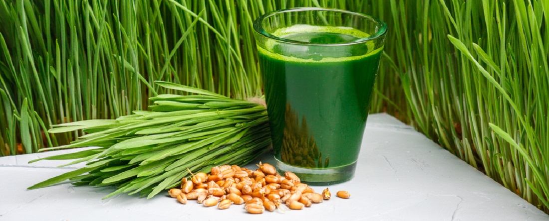 wheatgrass