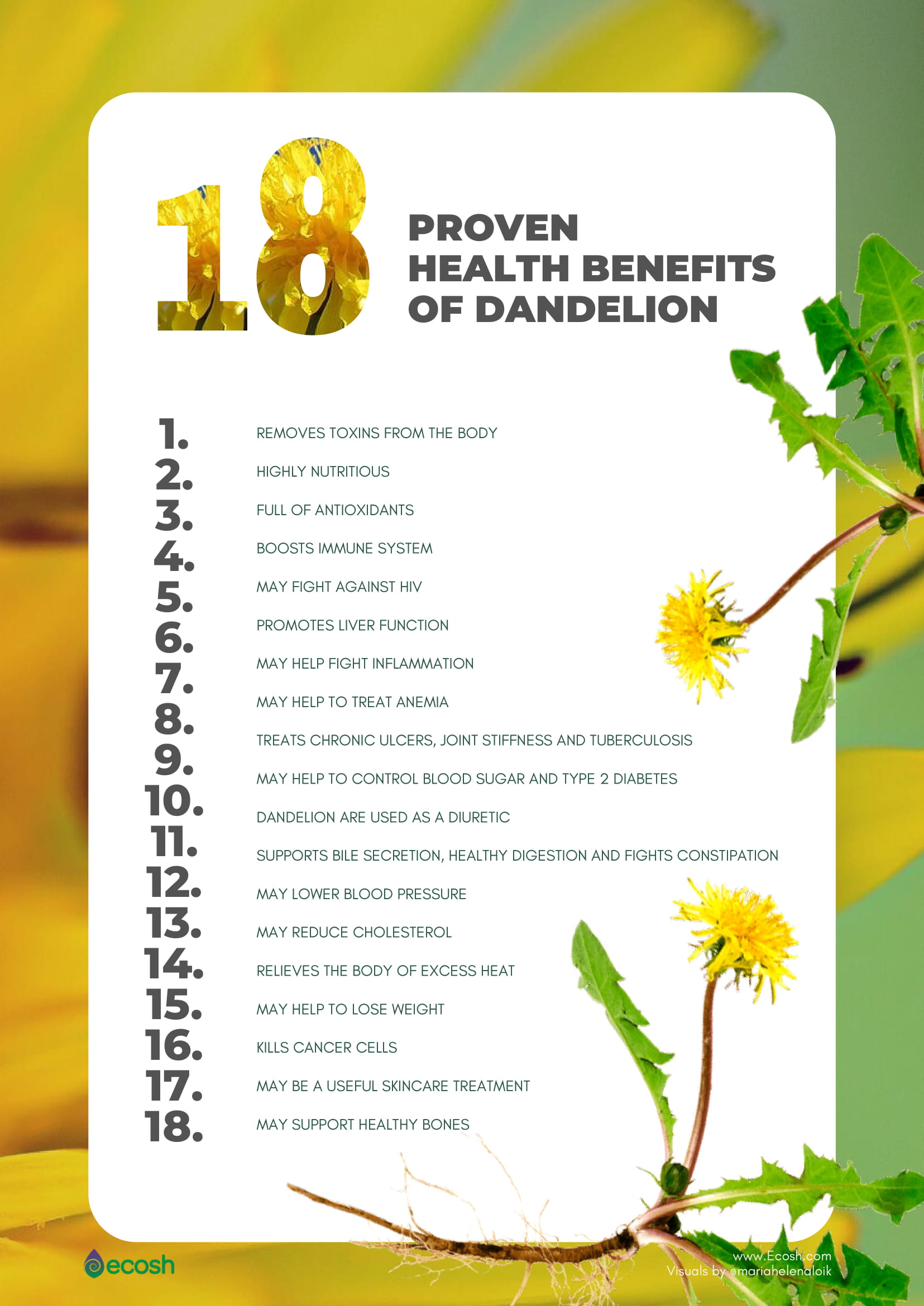 dandelion - 18 health benefits backedscience - ecosh life