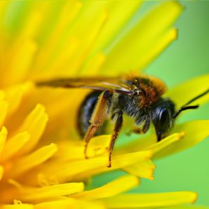 dandelion benefits