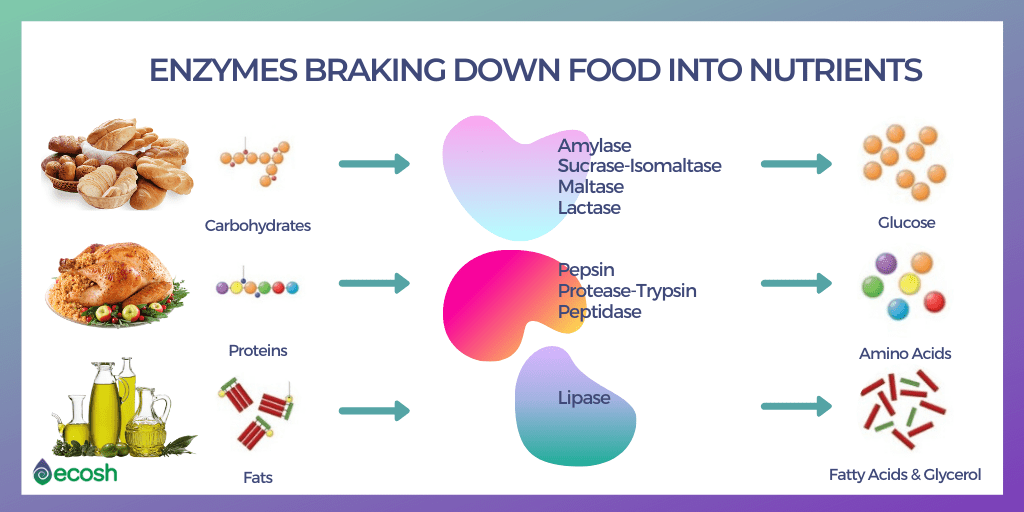 Different_types_of _digestive_enzymes_break_down_different_nutrients_amylase_maltase_Lipase_peptidase_Protease_Lactase