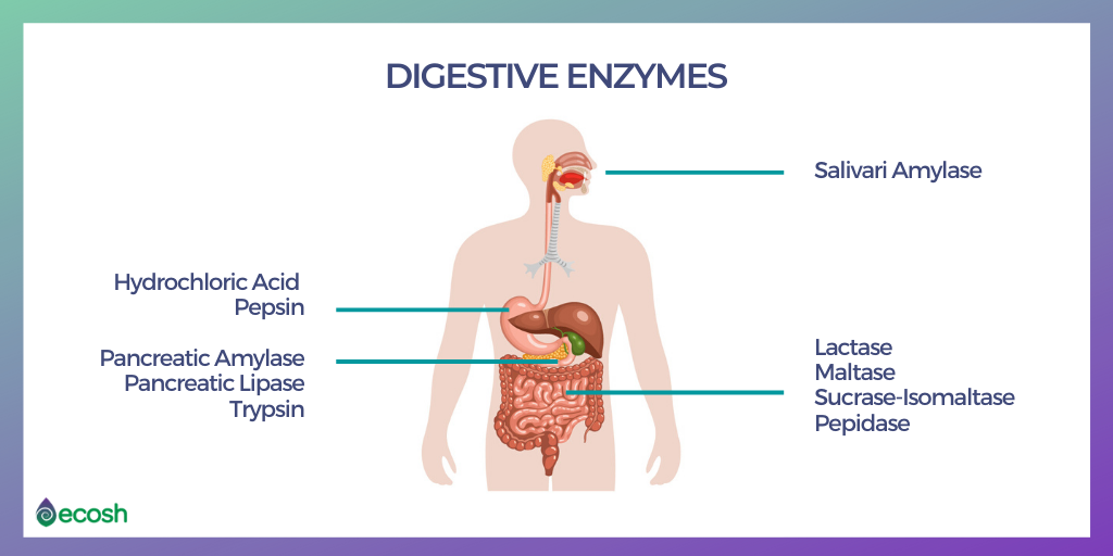 how enzymes work in the digestive system