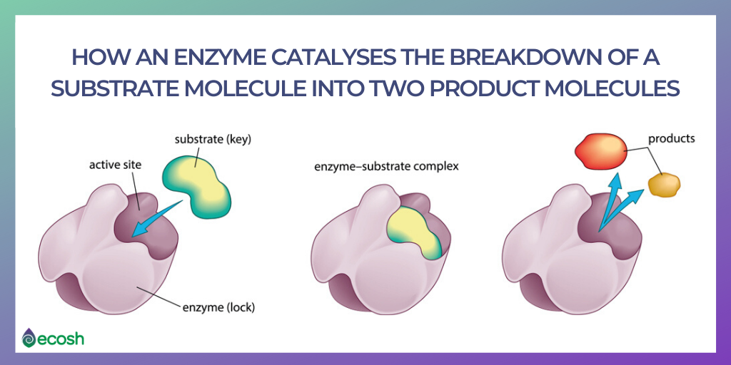 how enzymes work in the digestive system