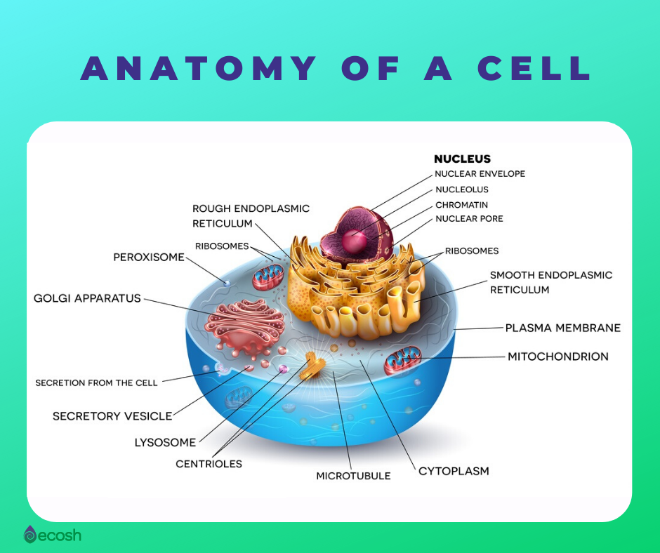 Ecosh.com_anatomy of a cell