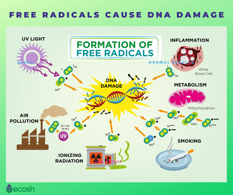 Free radical damage