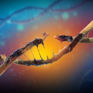 oxidative_stress_DNA_damage_free radicals damage