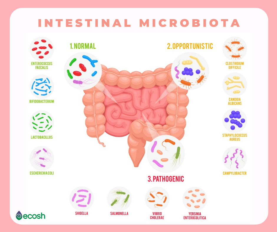 Ecosh_Intestinal_microbiota_Gut_microflora_gut_bacteria