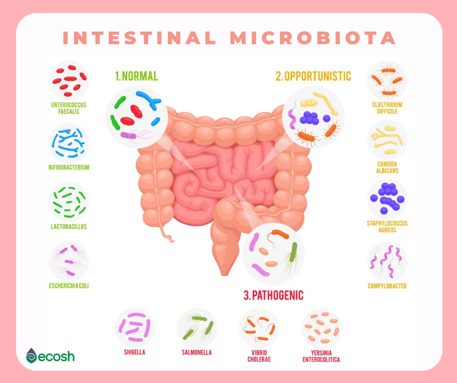 types of microorganisms with names