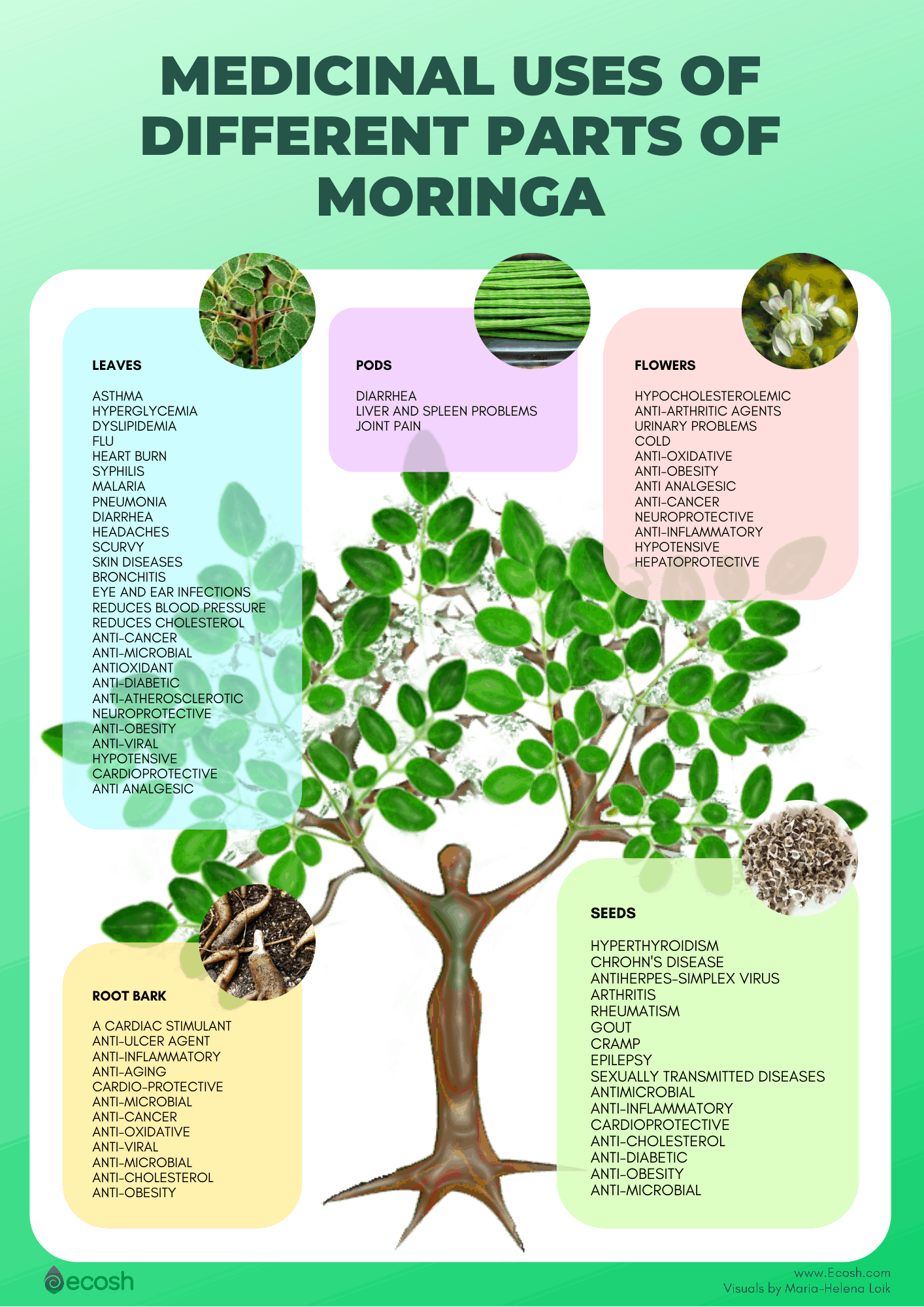 moringa oleifera nutritional benefits