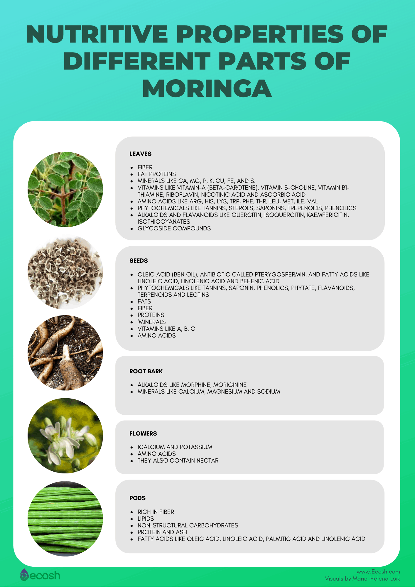 moringa oleifera health benefits