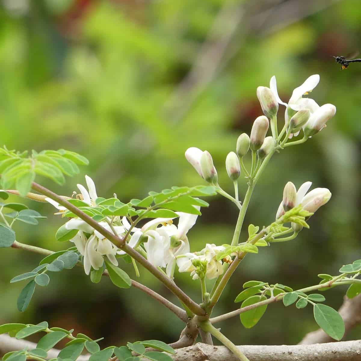 Moringa flower