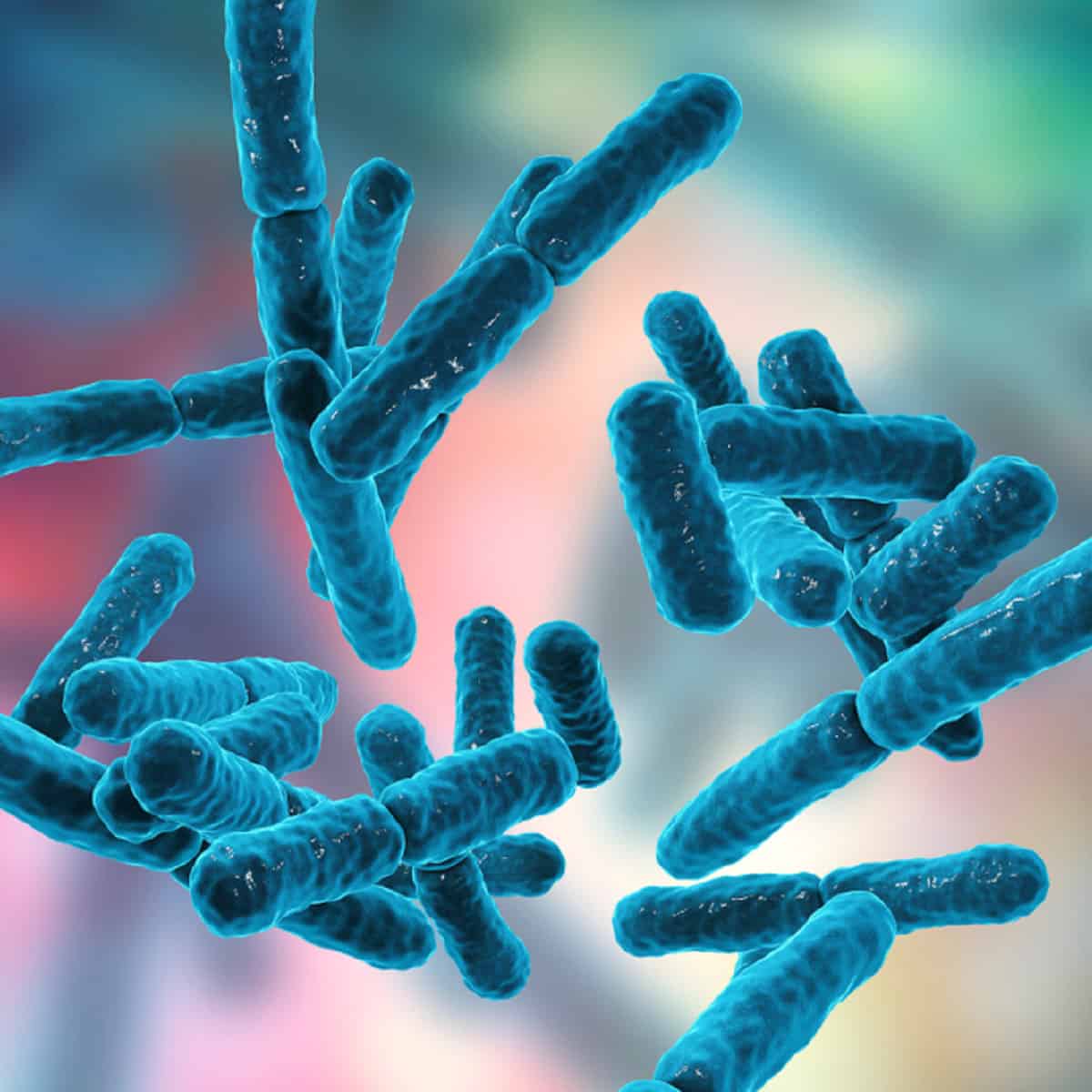 17 TYPES OF GOOD BACTERIA – The List of Most Beneficial Species of Probiotics Lactobacillus and Bifidobacteria