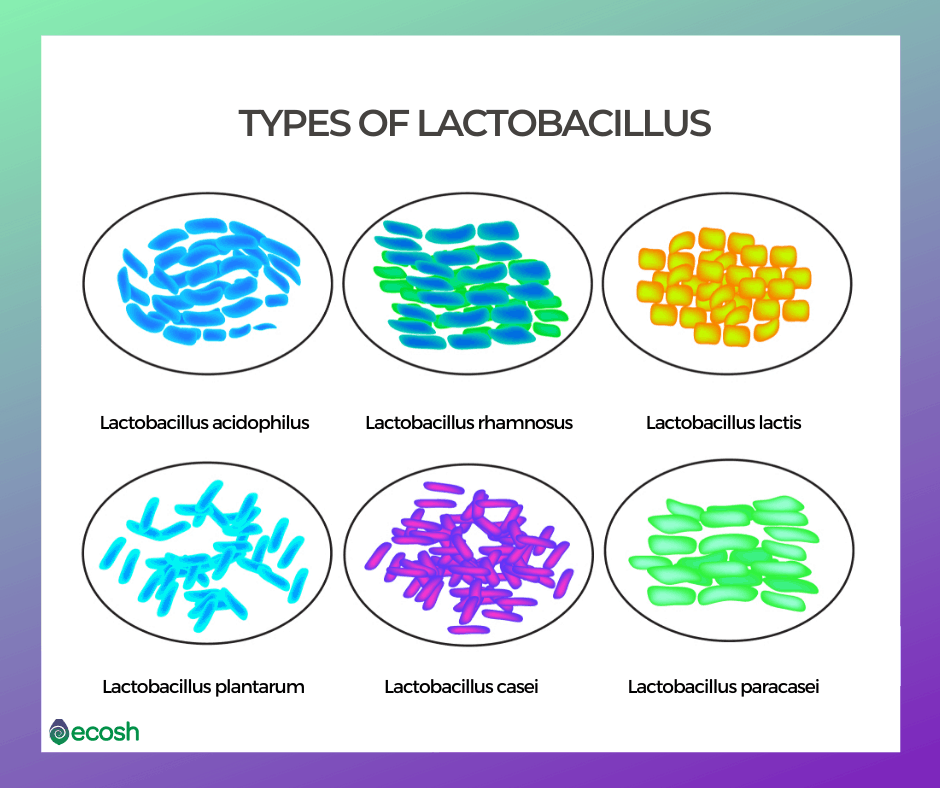 types of microorganisms with names