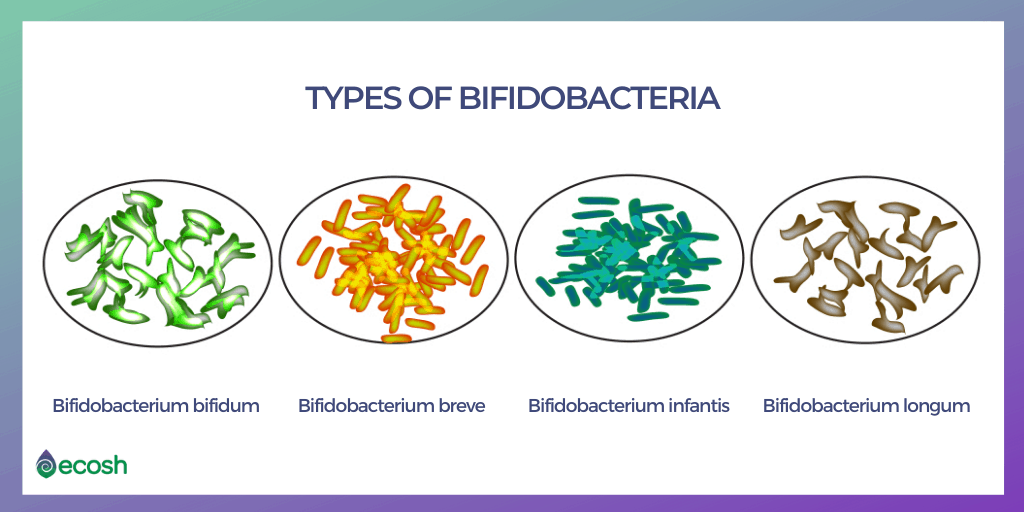 17 Types of Good Bacteria_The List of Most Beneficial Species of Probiotics Lactobacillus and Bifidobacteria_7_Types_of_Bifidobacteria_Bifidobacteria_Types_Bifidobacteria_Species