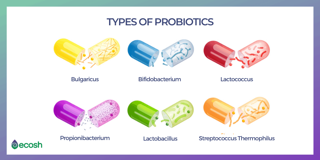 17 Types of Good Bacteria_The List of Most Beneficial Species of Probiotics Lactobacillus and Bifidobacteria_Types_of_Probiotics_Probiotics_Types_Lactobacillus_and_Bifidobacteria_Species