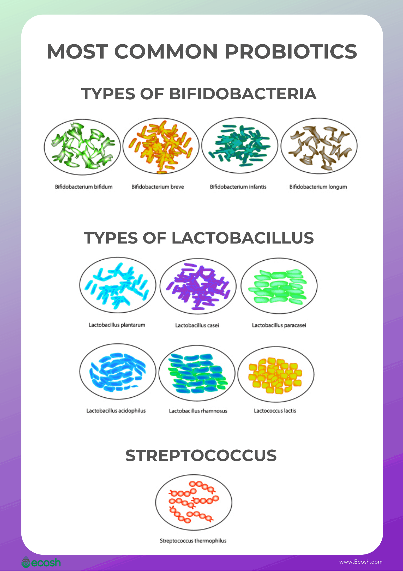Ecosh_Most_common_types_of_Probiotics_Bifidobacteria_Types_Lactobacillus_Types_Streptococcus