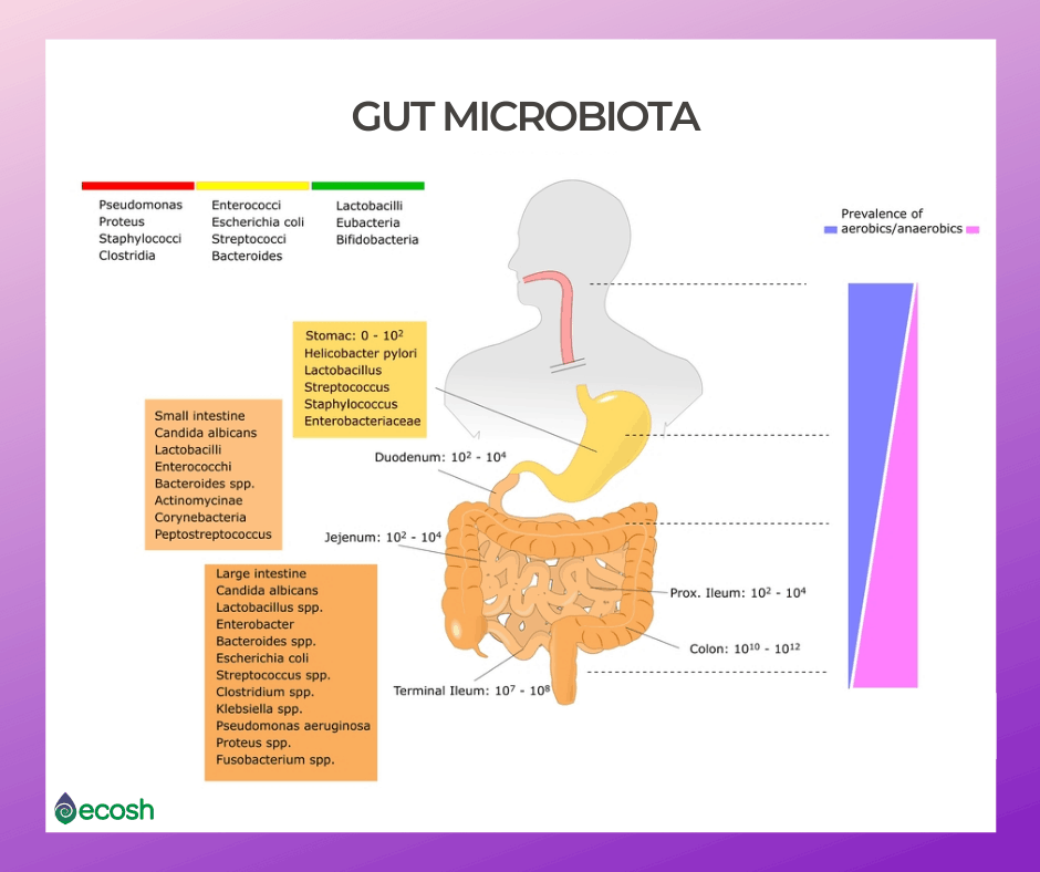 Healthy_gut_microbiota_good_bacteria_digestion_17 Types of Good Bacteria - The List of Most Beneficial Species of Probiotics Lactobacillus and Bifidobacteria