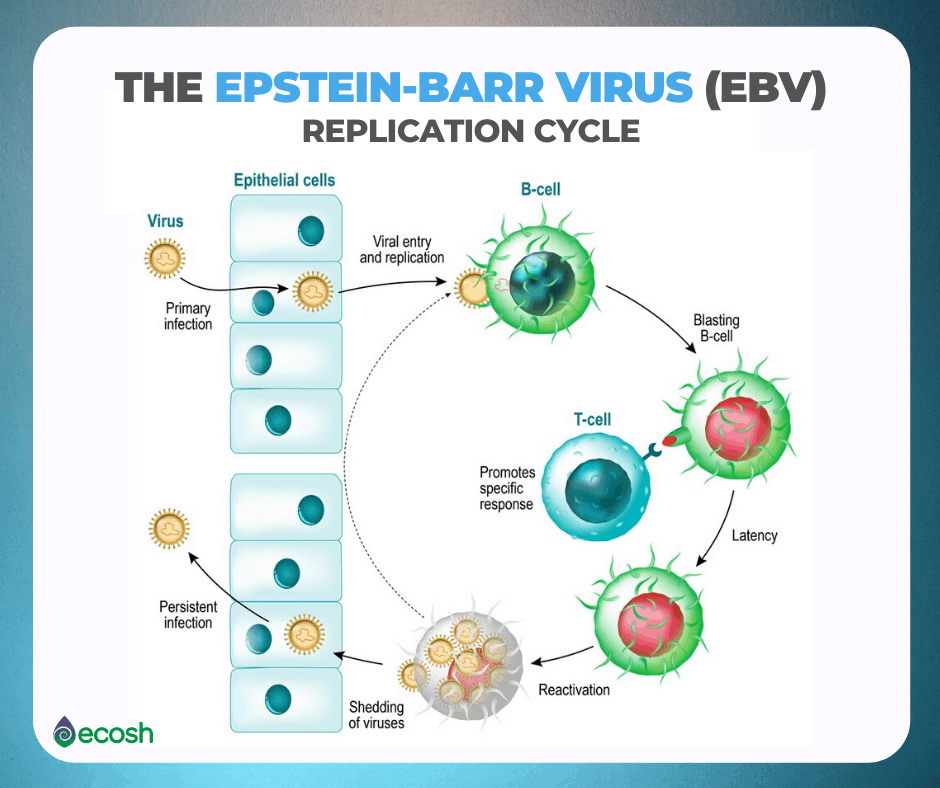 Epstein Barr Virus Symptoms Diagnosis Treatment Overv 4425