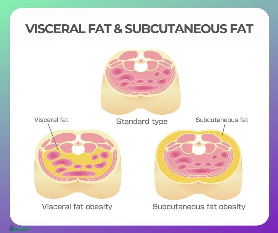 VISCERAL FAT AND SUBCUTANEOUS FAT ahy is VISCERAL FAT DANGEROUS