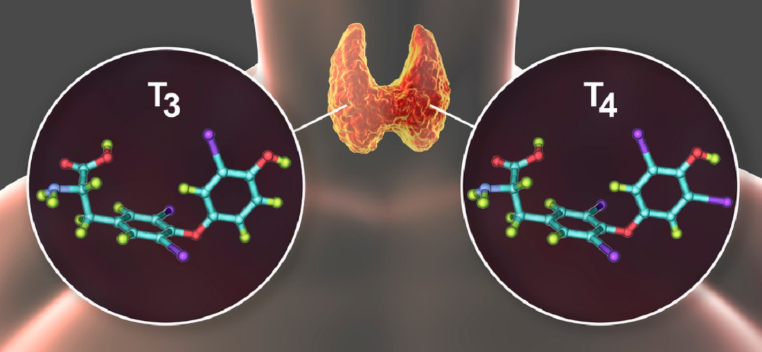 Thyroid_Hormones_T3_and_T4_Thyroid_Replacement_Medications_Underactive_Thyroid_Levothyroxine_and_Triiodothyronine