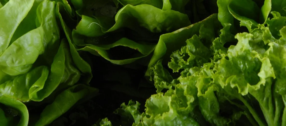 1. Leafy_greens_may_contain_heavy_metal_such_as_cadmium_that_is_why_it_is_important_to_cleance_your_body_and_detox_of_heavy_metals