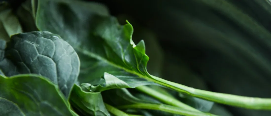 5. Vegetables_especially_potatoes_and_leafy_greens_may_contain_heavy_metals_such_as_lead_that_is_why_it_is_important_to_cleance_your_body_and_detox_of_heavy_metals
