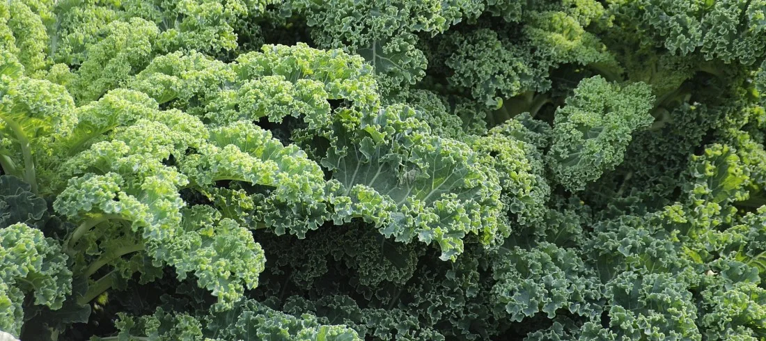 9. Kale_may_contain_heavy_metals_such_as_thallium_that_is_why_it_is_important_to_cleance_your_body_and_detox_of_heavy_metals_that_is_why_it_is_important_to_cleance_your_body_and_detox_of_heavy