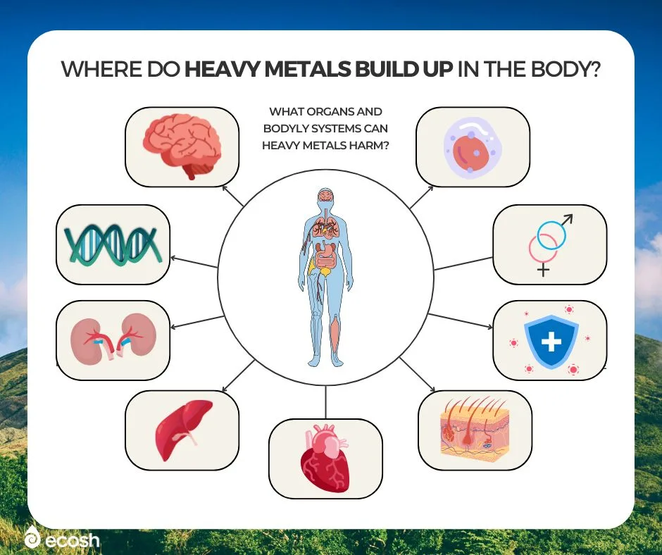 ECOSH-Full_Heavy_Metal_Detox_Diet_Where-Do_Heavy_Metals_Build_Up_in_The_Body_And_What_Organs_And_Organ_Systems_Can_Heavy_Metals_Harm