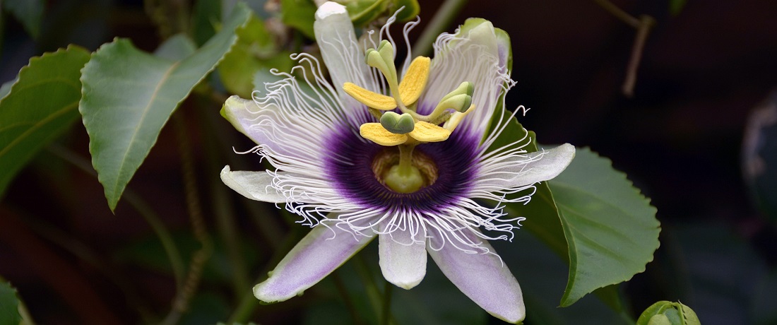 Passion_Flower_For_Insomnia