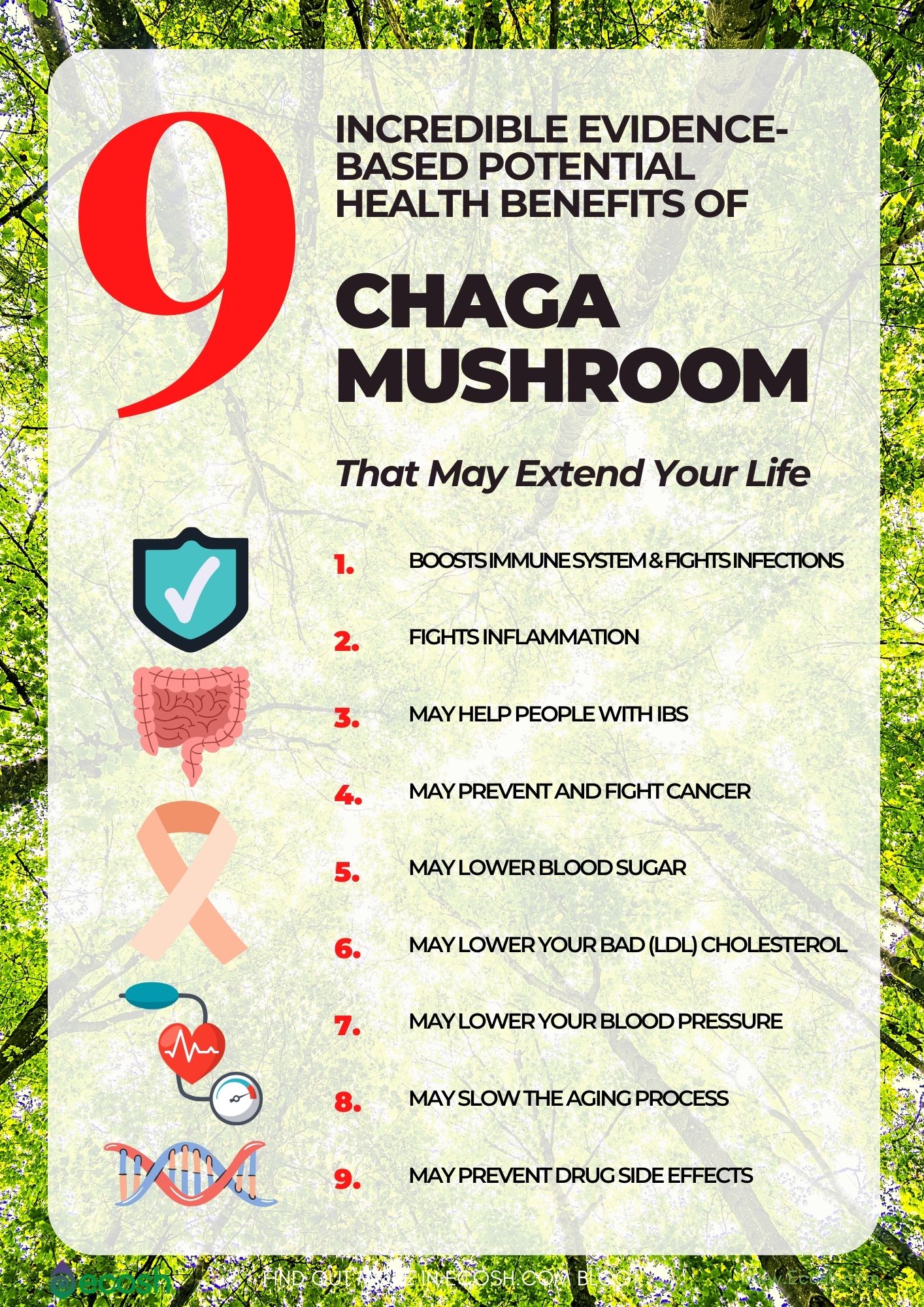 Chaga_Mushroom_Health_Benefits_Chaga_and_Aging_Chaga_and_Cancer_Chaga_Fights_Aging_Chaga_and_Immune_System_Chaga_and_Inflammation_Chaga_and_IBS_Health_Benefits_of_INONOTUS_OBLIQUUS