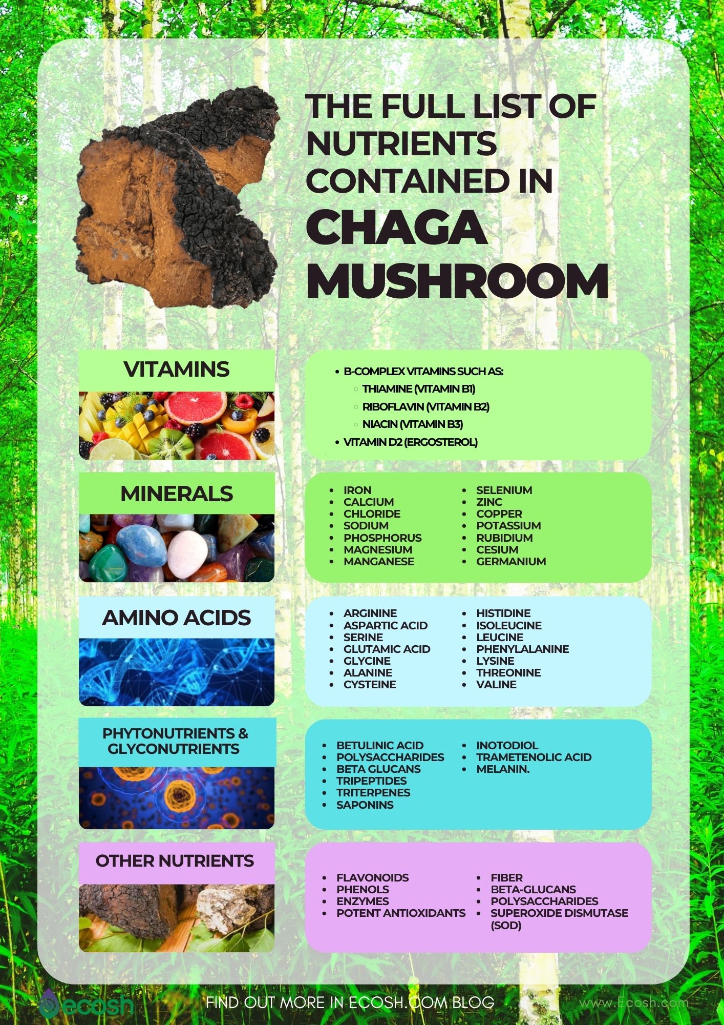 Ecosh_The_Full_List_of_Nutrients_Contained_In_Chaga_Vitamins_In_Chaga_Minerals_in_Chaga_Amino_Acids_In_Chaga_Mushroom_Antioxidants_In_Chaga_SOD_In_Chaga_Mushroom_Vitamins_Contained_In_Chaga_