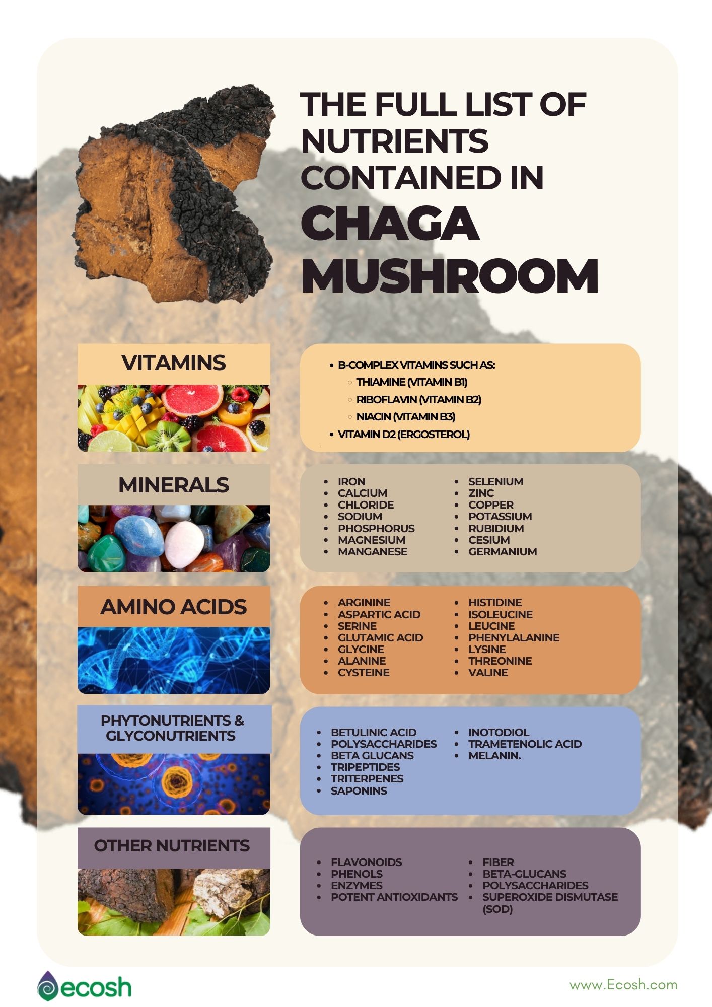 Ecosh_The_Full_List_of_Nutrients_In_Chaga_Vitamins_In_Chaga_Minerals_in_Chaga_Amino_Acids_In_Chaga_Mushroom_Antioxidants_In_Chaga_SOD_In_Chaga_Mushroom_Vitamins_in_Chaga_