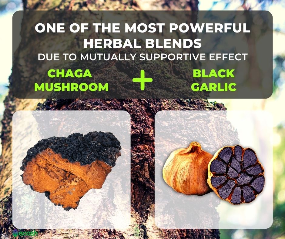 Herbal_Treatment_Herbal_Remedies_Medicinal_Mushrooms_Chaga_Mushroom_and_Black_Garlic_Most_Powerful_Herbal_Mixtures_Herbal_Supplements_Anticancer_Antiagaing