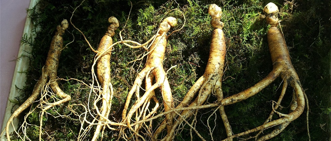 Ginseng