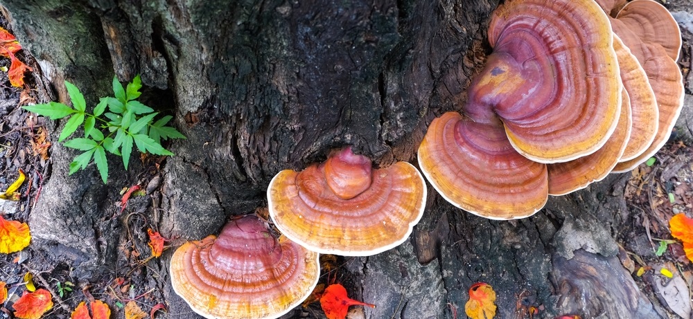 Harvesting_Red_Reishi_Ganoderma_