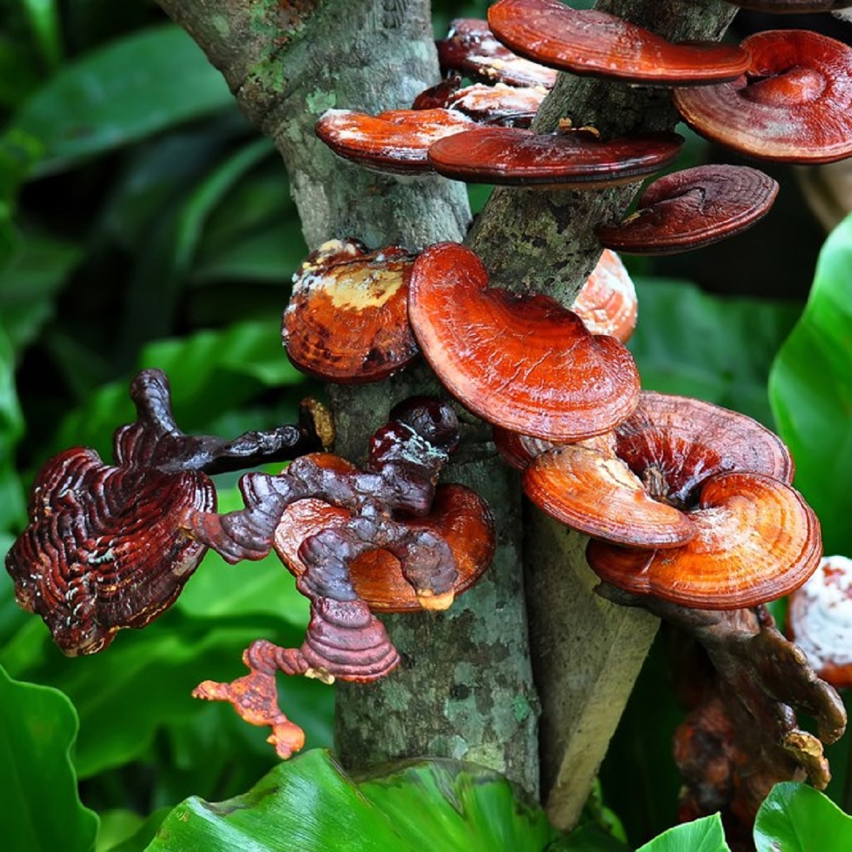RED REISHI MUSHROOM (GANODERMA LUCIDUM, LINGZHI) – 13 Surprising Health Benefits of Reishi Mushroom Based on Science