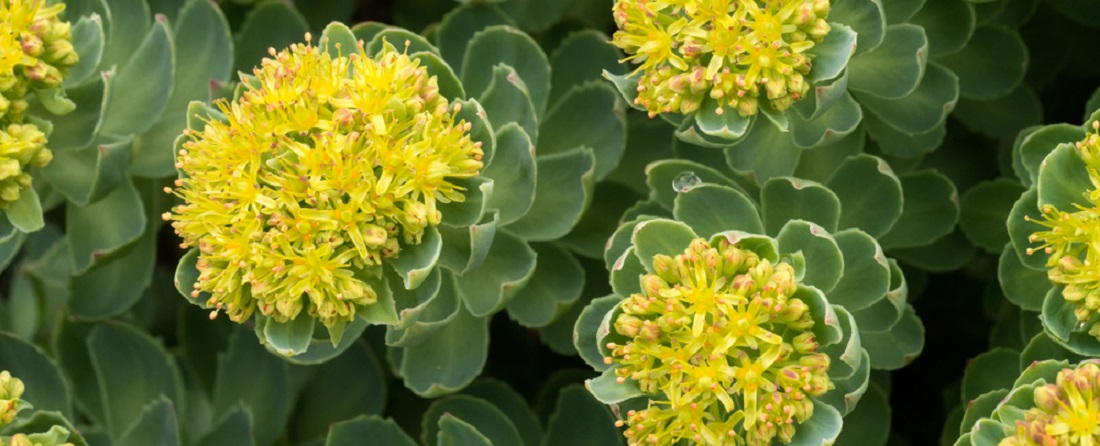 Rhodiola_Golden_Root