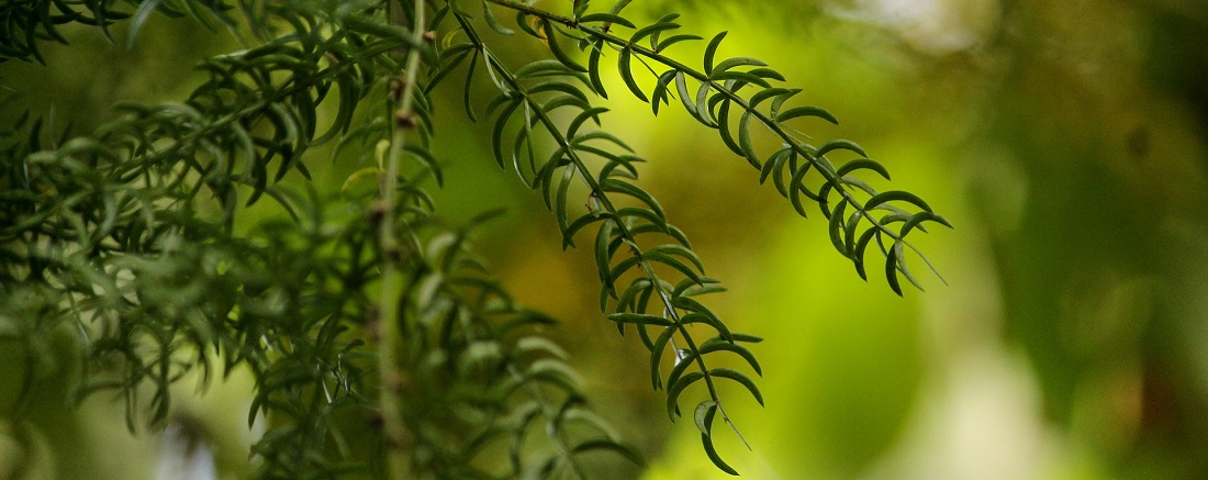 Shatavari_Asparagus Racemosus