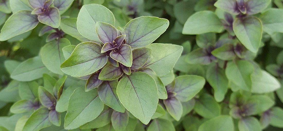 Tulsi_Holy_Basil