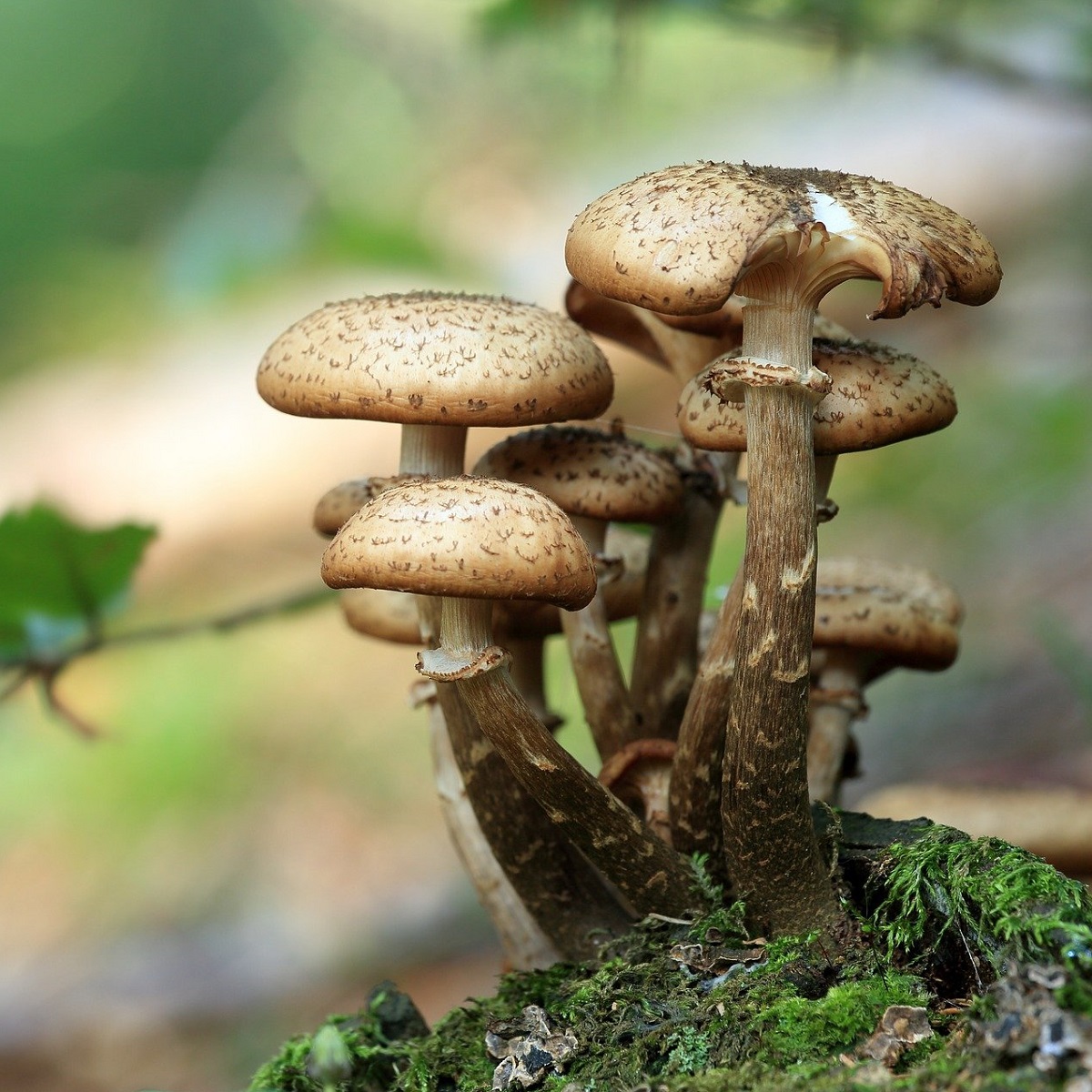MEDICINAL MUSHROOMS – The List of 14 Most Popular Medicinal Mushrooms and Their Beneficial Effects
