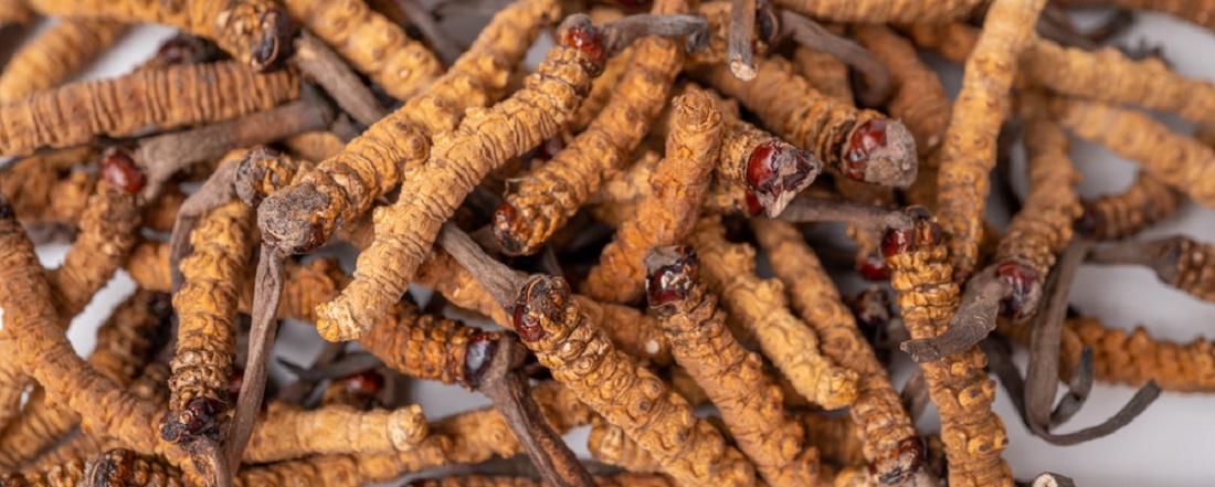 Medicinal_Mushrooms_Cordyceps