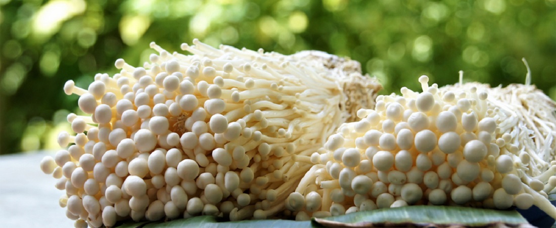 Medicinal_Mushrooms_Enokitake_Enoki_Mushroom