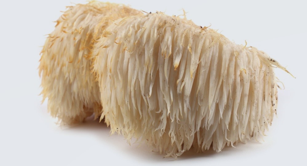 Medicinal_Mushrooms_Lion’s Mane