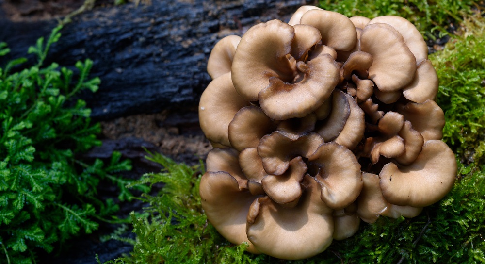 Medicinal_Mushrooms_Maitake_Grifola_Hen_of_The_Wood