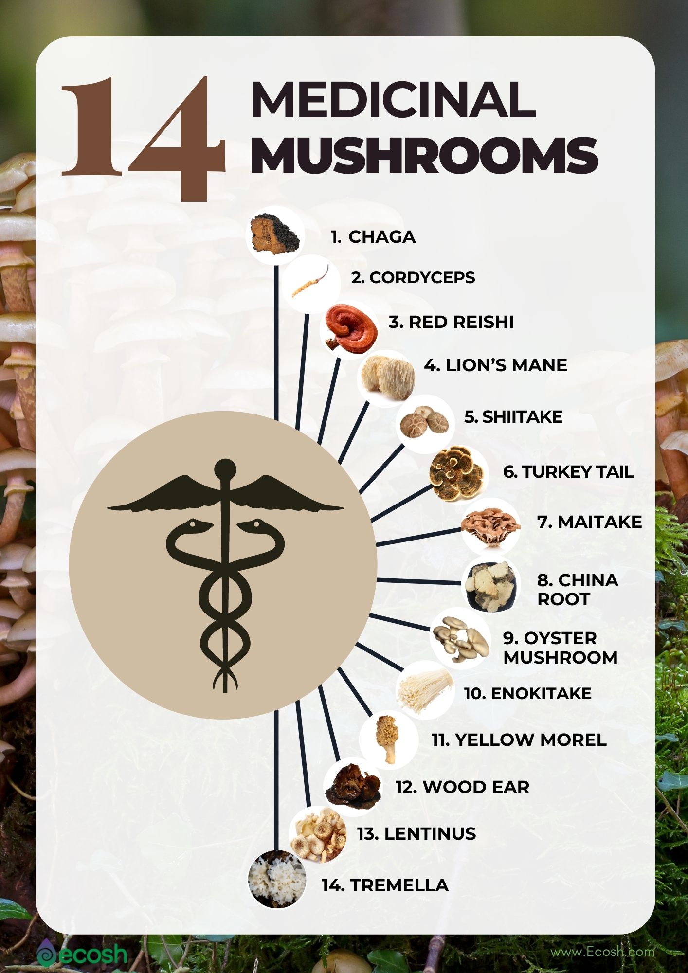 Medicinal Mushrooms The List Of 14 Most Popular Medicinal Mushrooms And Their Beneficial 0508